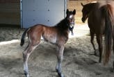 SIRTAINLY SIERRA Filly out of Naturally Dun Greta