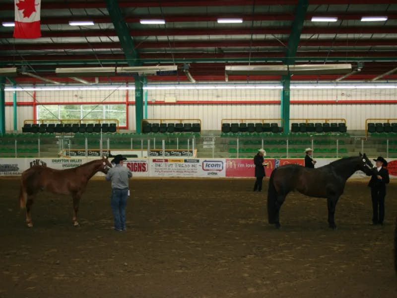 SIRETAINLY SIERRA ***TWO GRAND CHAMPIONSHIPS IN DRAYTON VALLEY