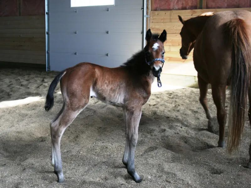 SIRTAINLY SIERRA Filly out of Naturally Dun Greta