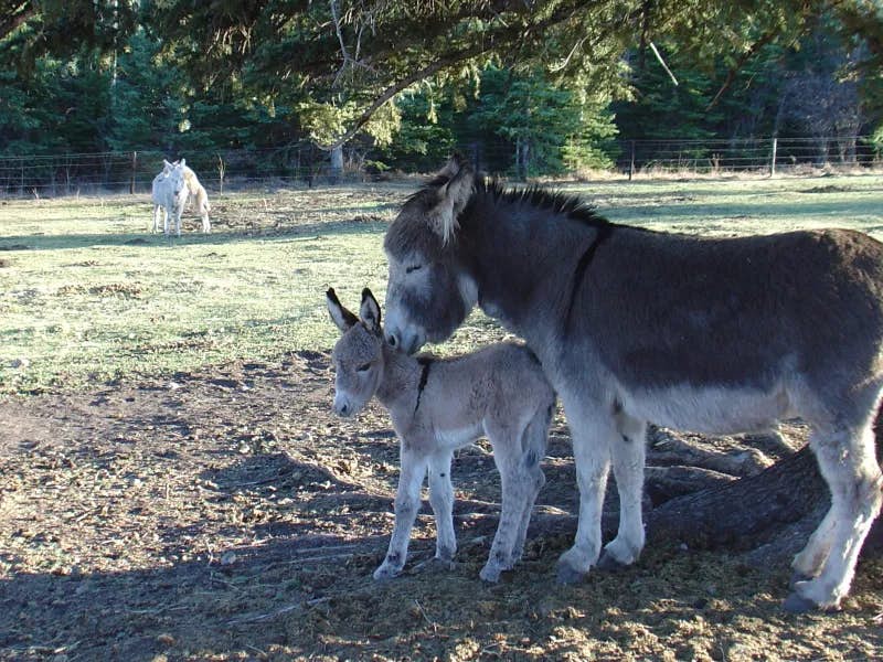 Our Donkeys