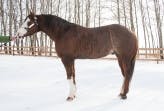 Announcing Caribbean Curves-- APHA Stallion standing at Eagle Hill Equine