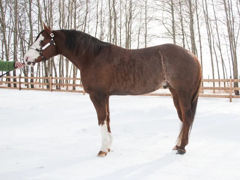 Announcing Caribbean Curves-- APHA Stallion standing at Eagle Hill Equine