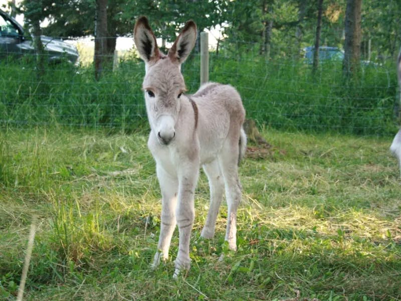 FOX SPRING FARM DONKEY FOALS HAVE ARRIVED