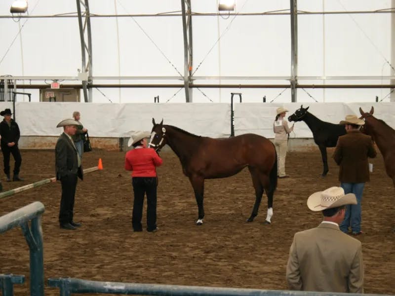 Sirtainly Sierra filly wins CCF Futurity, 3 Grand Championships and 1 Reserve -Olds, Jun 11/11