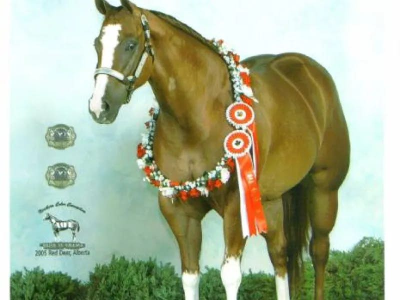 NEW Accomplished show mare in the brood mare band