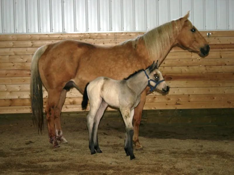 2012 First Filly